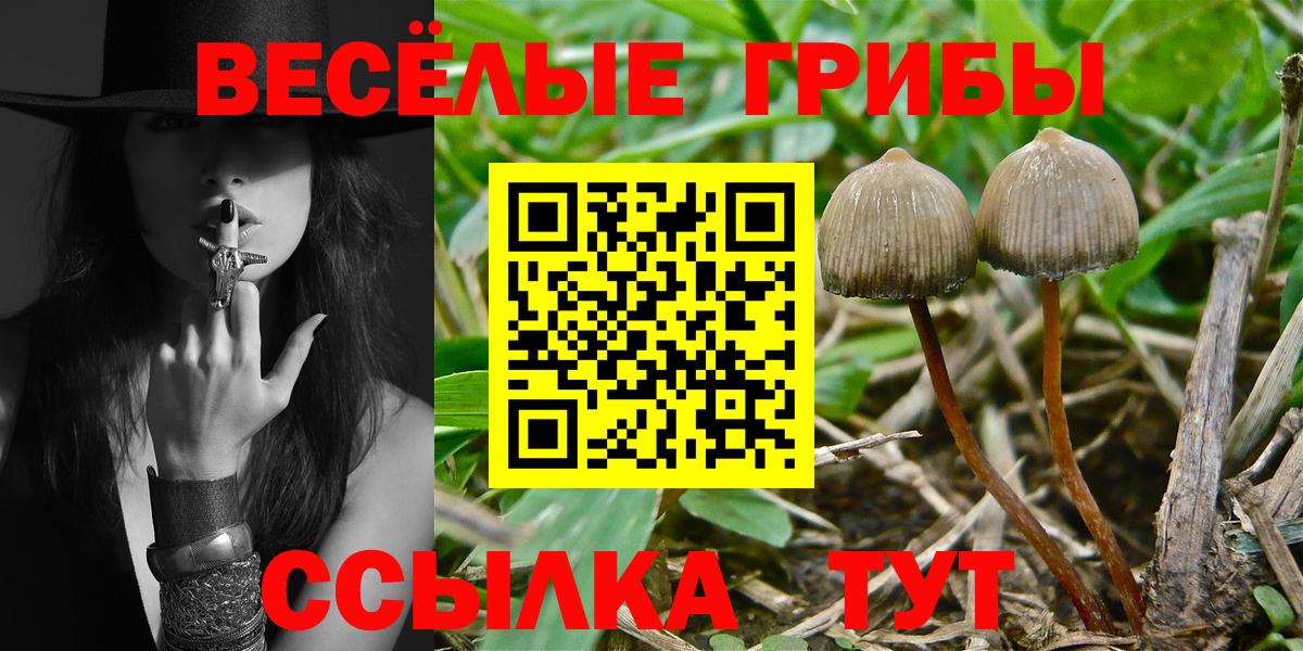 Галлюциногенные грибы Psilocybine cubensis Холмск